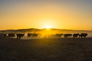 Namibia Photography Drucke: Backlight of cattle on way home at sunset, Twyfelfontein, Damaraland, Namibia, Africa