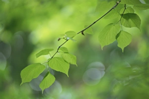 Backlit Beech Leaves Drucke: Backlit beech leaves