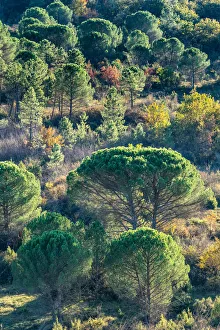 Blickbeleuchtete Pinienbäume an der Strada in Chianti im Toskana Italien Europa