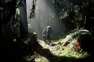 Olympic National Park Drucke: Backpackers in steamy light
