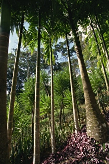 West Indies Travel Drucke: Balata Gardens