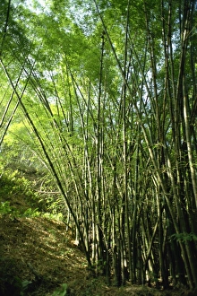Caribbean Nature Photography Drucke: Bamboo, Tobago