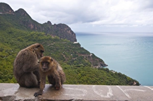 African Wildlife Travel Destinations Drucke: Barbary Macaque (Macaca sylvanus) at Cap Carbon, Bejaia, Kabylia, Algeria