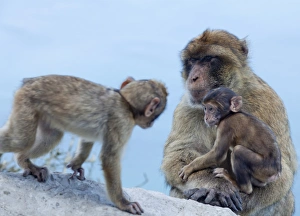 Cute Monkey Photos Drucke: Barbary macaques (Macaca sylvanus) interaction, Gibraltar, Europe