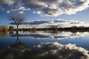 Bare Tree Reflection Drucke: Bare tree reflected in the water of a floodplain