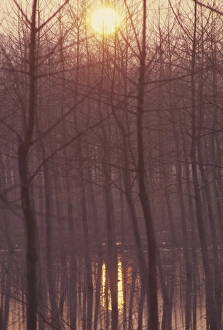 Nature Photography Winter Drucke: Bare trees silhouetted by winter sunset, and reflected in pond