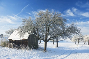 German Countryside Winter View Drucke: Barn and apple trees in winter