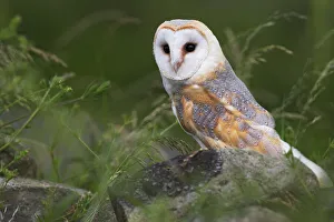 Drucke von Eule auf trockenem Steinwall, Tyto alba, Vereinigtes Königreich, Europa Verwandte Bilder Drucke: Eule in Trockenmauer, Tyto alba, Vereinigtes Königreich, Europa.
