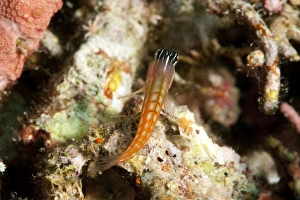 Colourful Fish Species Drucke: Baths blenny (Ecsenius bathi), localized, Komodo, Indonesia, Southeast Asia, Asia