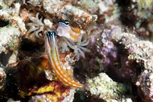 Colorful Marine Animal Drucke: Baths blenny (Ecsenius bathi), localized