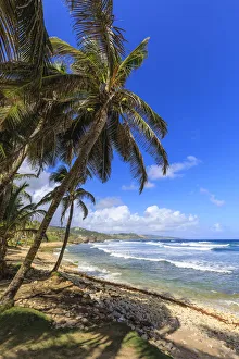 Caribbean Coastal Scenery Drucke: Bathsheba, windswept palm trees, Atlantic waves, rugged East Coast, Barbados