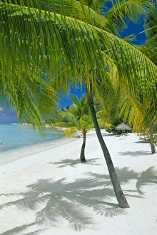 Tropical Island Paradise Found Drucke: Beach, Bora Bora (Borabora)