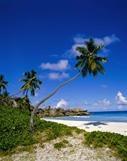 Seychelles Coastal Landscape Drucke: Beach, Grand Anse