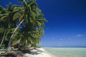 Tuamotu Archipelago Islands Drucke: Beach, Rangiroa Atoll