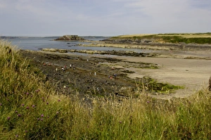UK Coastline Drucke: The beach at West Angle