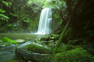 Great Ocean Road Attractions Drucke: Beauchamp Fall, Waterfall in the Rainforest, Otway N. P, Great Ocean Road