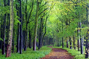 British Travel Destinations Drucke: Beech woodland in spring with path snaking between the trees