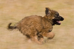 Bilder vom 29. Februar 2008: Deutscher Schäferhund