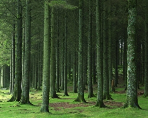 UK National Parks Drucke: Bellever Forest, Dartmoor, Devon, England, United Kingdom, Europe