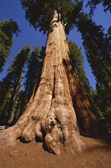 California Nature Photography Drucke: Ben Sherman Tree, Sequoia Park, California, United States of America, North America
