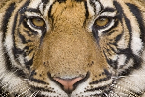 Bilder Datiert 2. August 2008: Tiger aus Bengal