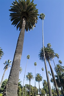 Colorful Natural World Images Drucke: Beverly Drive