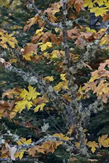 Autumn Tree Photography Drucke: Bigleaf maple (Oregon maple) (Acer macrophyllum) in the fall