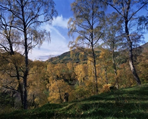 Fall Colors In Europe Drucke: Birch trees in autumn