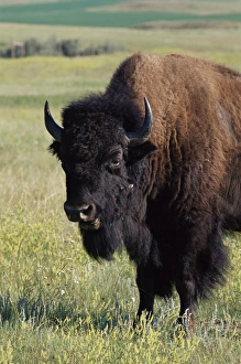 US National Park Animals Drucke: Bison (Bison bison)