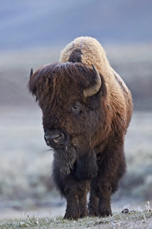 Yellowstone National Park Photography Drucke: Bison (Bison bison) bull in the spring