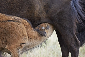 Custer State Park Wildlife Drucke: Bison (Bison bison) calf nursing