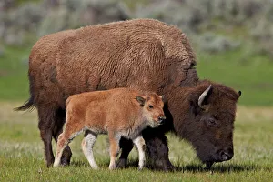Drucke von Bisonschwein und Kalb im Frühjahr; Yellowstone-Nationalpark; Wyoming ; Vereinigte Staaten von Amerika ; Nordamerika USA Kulturerbestätten Drucke: Bison (Bos buffalo) Kuh und Kalb im Frühjahr