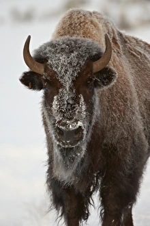 Bison In Winter Drucke: Bison (Bison bison) cow in the winter