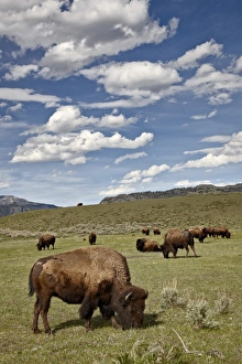 UNESCO World Heritage Sites US Drucke: Bison (Bison bison) cows grazing