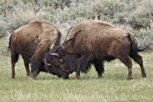 Travel Destination USA Drucke: Bison (Bison bison) cows sparring