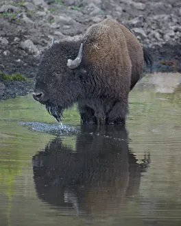 Drucke von Rindern (Bosnus bison), trinkt aus einem Teich im Custer State Park in Süd-Dakota, Vereinigte Staaten von Amerika Bilder Datiert 2012 August: Bisons (Bosbisse bissone) trinken aus einem Teich im Custer-Staatspark in Süddakota/USA Nordamerika
