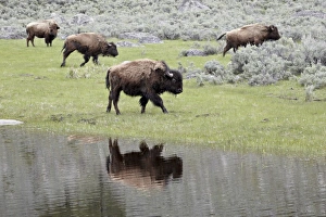 Wildlife Photography Wyoming Drucke: Bison (Bison bison) reflected in a pond