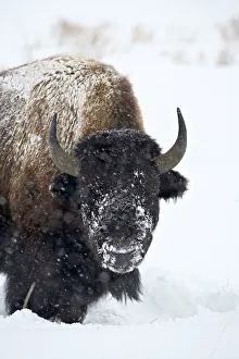 Drucke von Bisons (Bos buffalo), im Schneesturm von Yellowstone-Nationalpark in Wyoming/USA Nordamerika USA Kulturerbestätten Drucke: Rind (Bosbovis bison), im Schneesturm