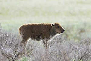 Bison In Yellowstone Drucke: Bison calf (Bison bison)