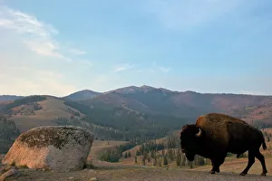 Drucke von Bison und der Mount Washburn im frühen Morgenlicht. Yellowstone-Nationalpark ein Weltkulturerbe des UNESCO. USA Nordamerika USA Kulturerbestätten Drucke: Bison und der Berg Washburn im frühen Morgenlicht