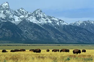 Bison und der Tetonschrankenbecken