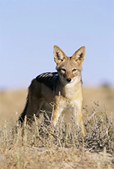 Black-backed jackal