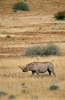 Drucke von Schwarzer Rhinoceros (Diceros bicornis) aus Damaraland in Namibien Namibia Drucke: Schwarzer Rhinoceros