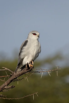 African Nature Images Drucke: Black-shouldered kite (Elanus caeruleus), Serengeti National Park, Tanzania