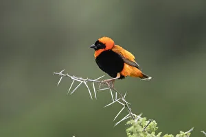 Serengeti Wildlife Drucke: Black-winged Bishop (Euplectes hordeaceus), Ndutu, Ngorongoro Conservation Area