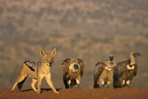 Schwarzbäckiger Wolfspitz (Canis mesomelas), Privatreservat von Zimanga, Provinz KwaZulu-Natal