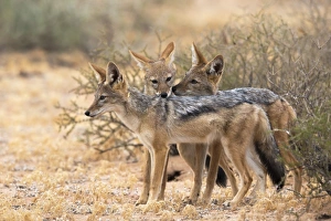 Colorful Animal Pictures Drucke: Blackbacked jackals (Canis mesomelas), Kgalagadi Transfrontier Park, South Africa, Africa