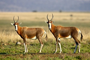 African Nature Images Drucke: Two blesbok (Damaliscus pygargus phillipsi), Mountain Zebra National Park