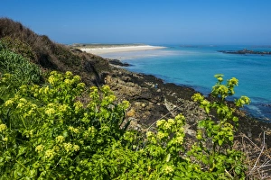Colourful Coastal Scene Drucke: Blooming flowers with Shell Beach in the background, Herm, Channel Islands, United Kingdom