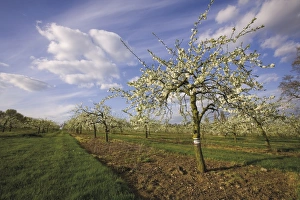 Worcestershire Countryside Scenes Drucke: Blossom in the apple orchards in the Vale of Evesham, Worcestershire, England
